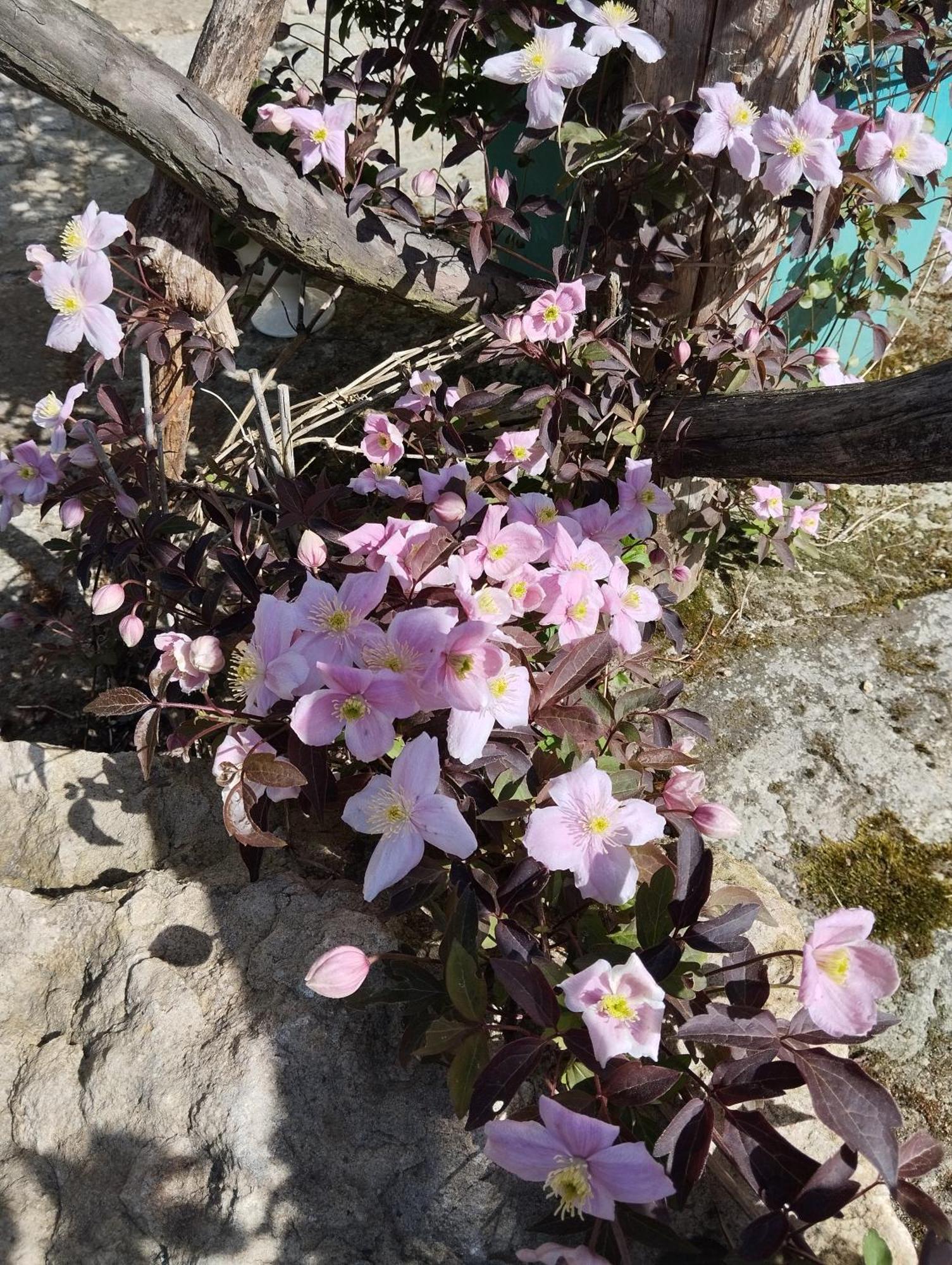 Forellenwasser Rosenthal-Bielatal المظهر الخارجي الصورة